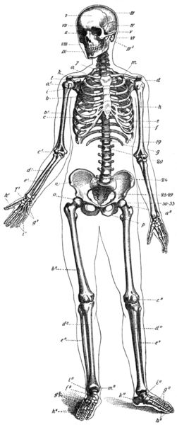 human anatomy drawing. Human+anatomy+drawing