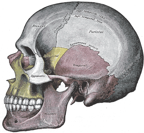 bones of skull. The widest part of skull